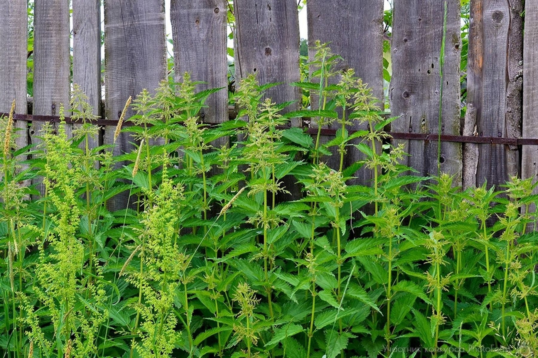 Nettle
