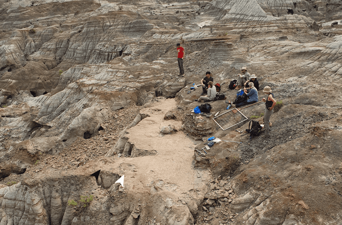 В Канаде обнаружили первую из известных многовидовую площадку следов динозавров, доказавшую их стадное поведение для защиты от хищников