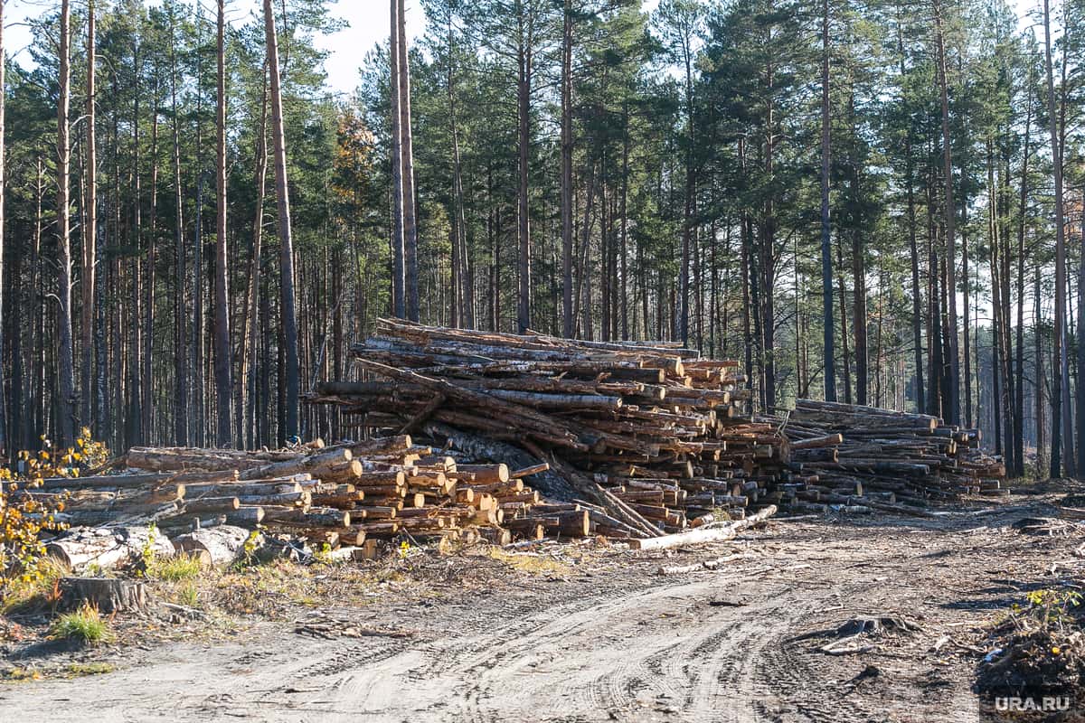 Учреждения ФСИН резко снизили заготовку леса из-за вербовки заключенных на войну и санкций