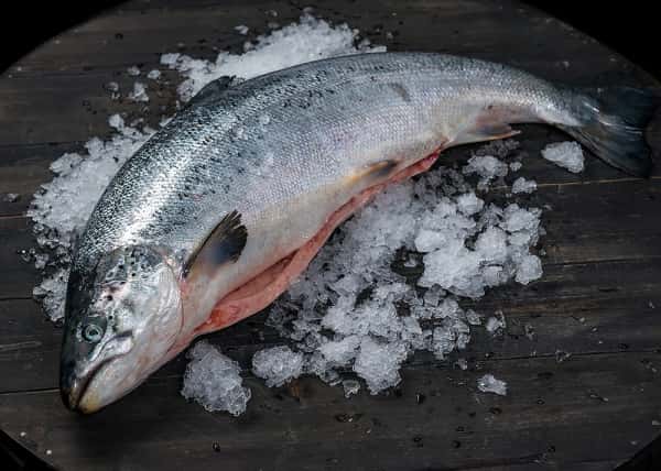 В России деятельность американской организации, охраняющей дикого лосося, признали «нежелательной» 