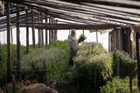 Мухика собирает урожай на своей ферме, май 2010