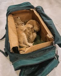 The lion cubs rescued by the Stoyanovs required extended care
