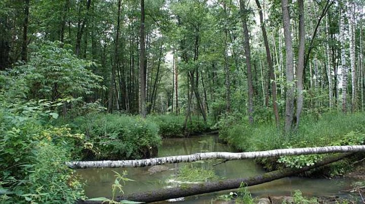 В Подмосковье нашли прикованный к дереву цепью скелет