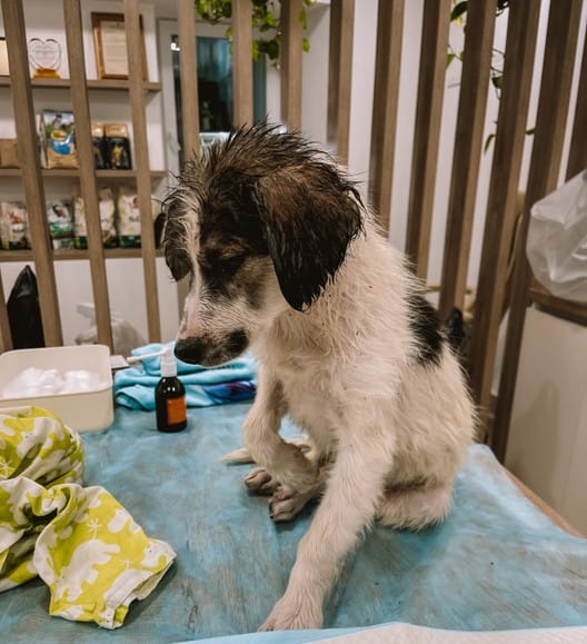 Warriors of compassion: Veterinarians and volunteers share first-hand accounts of saving animals in Ukraine