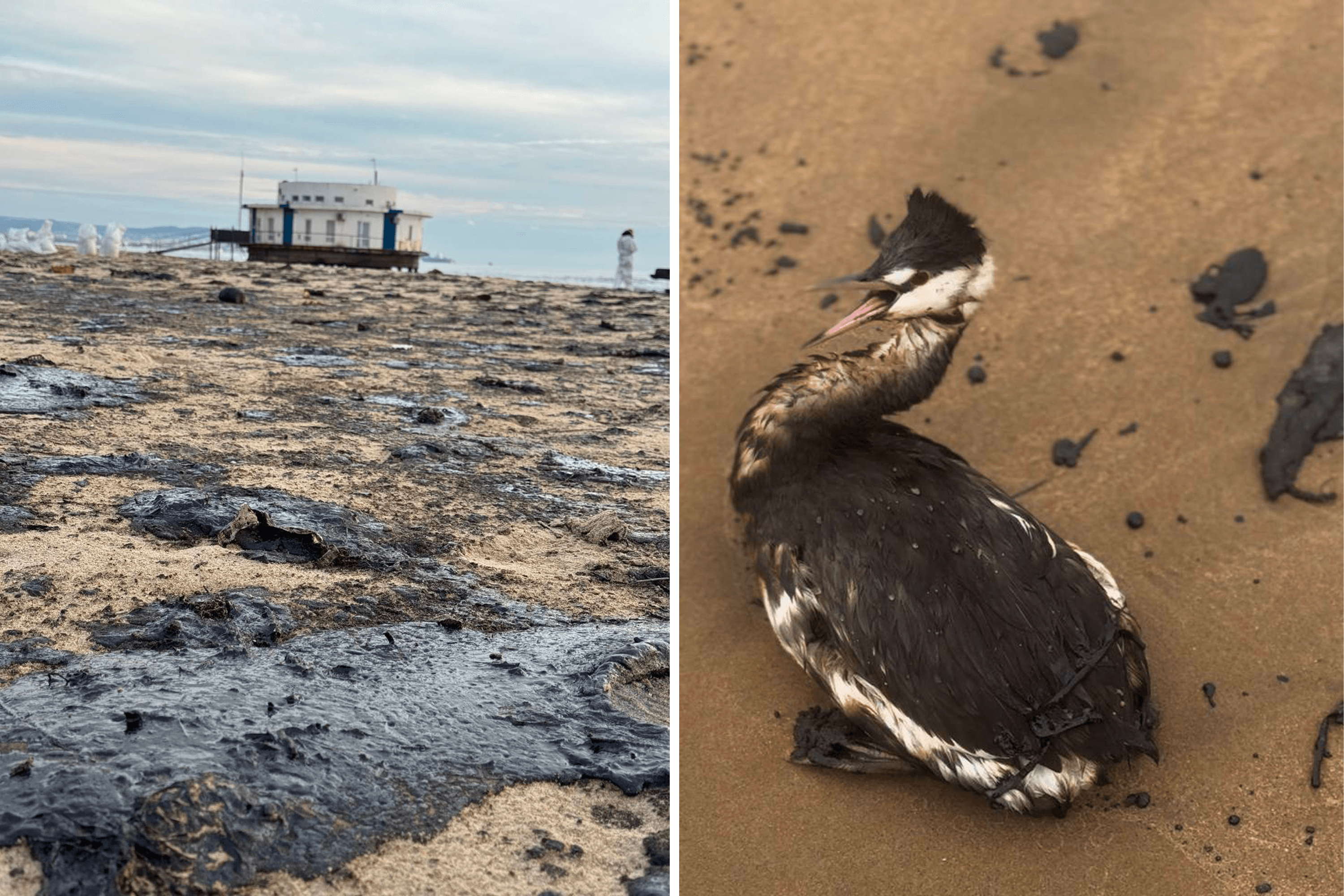 Чиновников обязали консультироваться с ветеринарами перед тем, как выпускать птиц, спасенных от мазута. Из-за спешки уже погибли сотни птиц