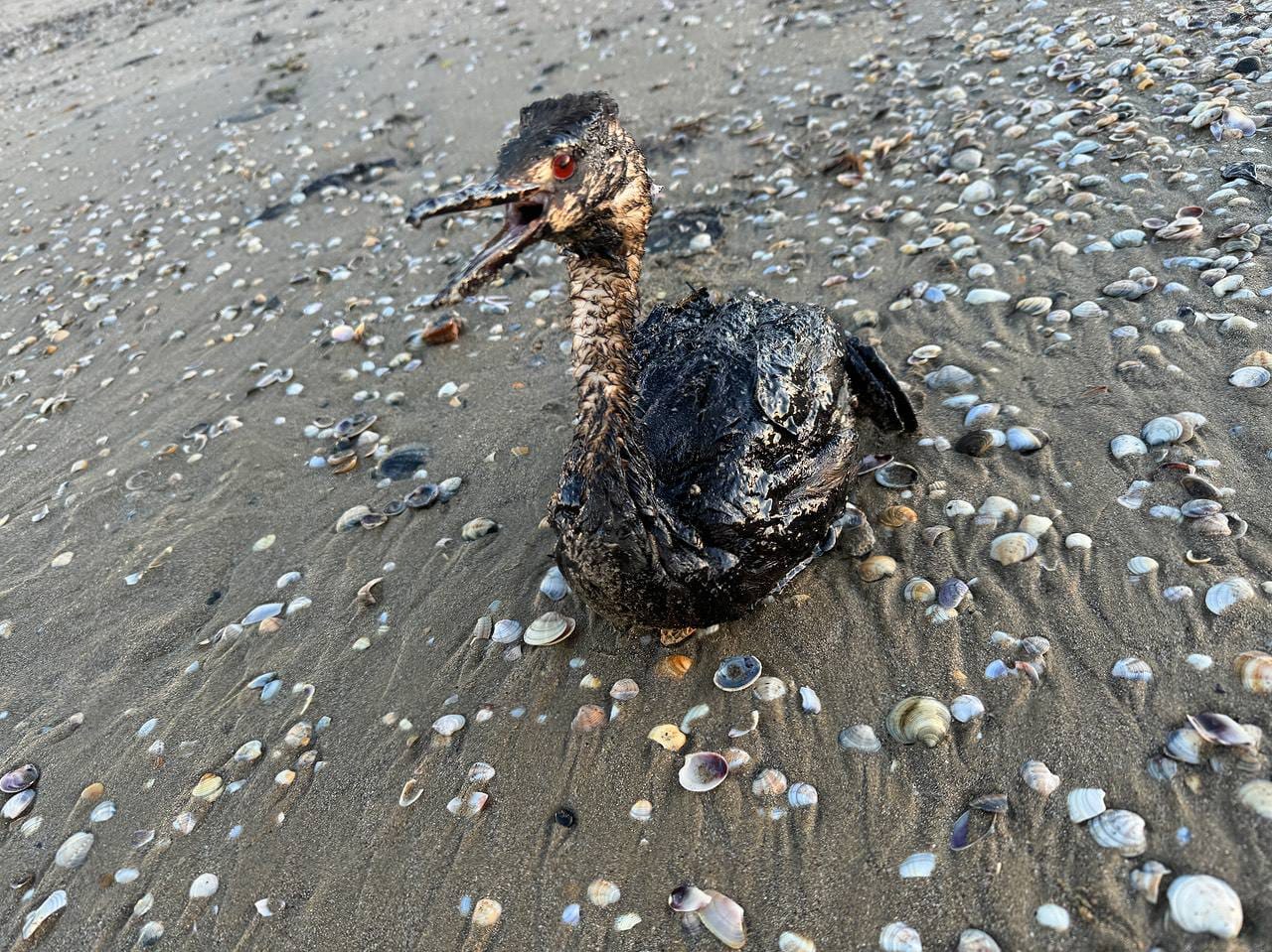 Only 15% of birds rescued  after Russia’s Black Sea oil spill survive in rehab centers
