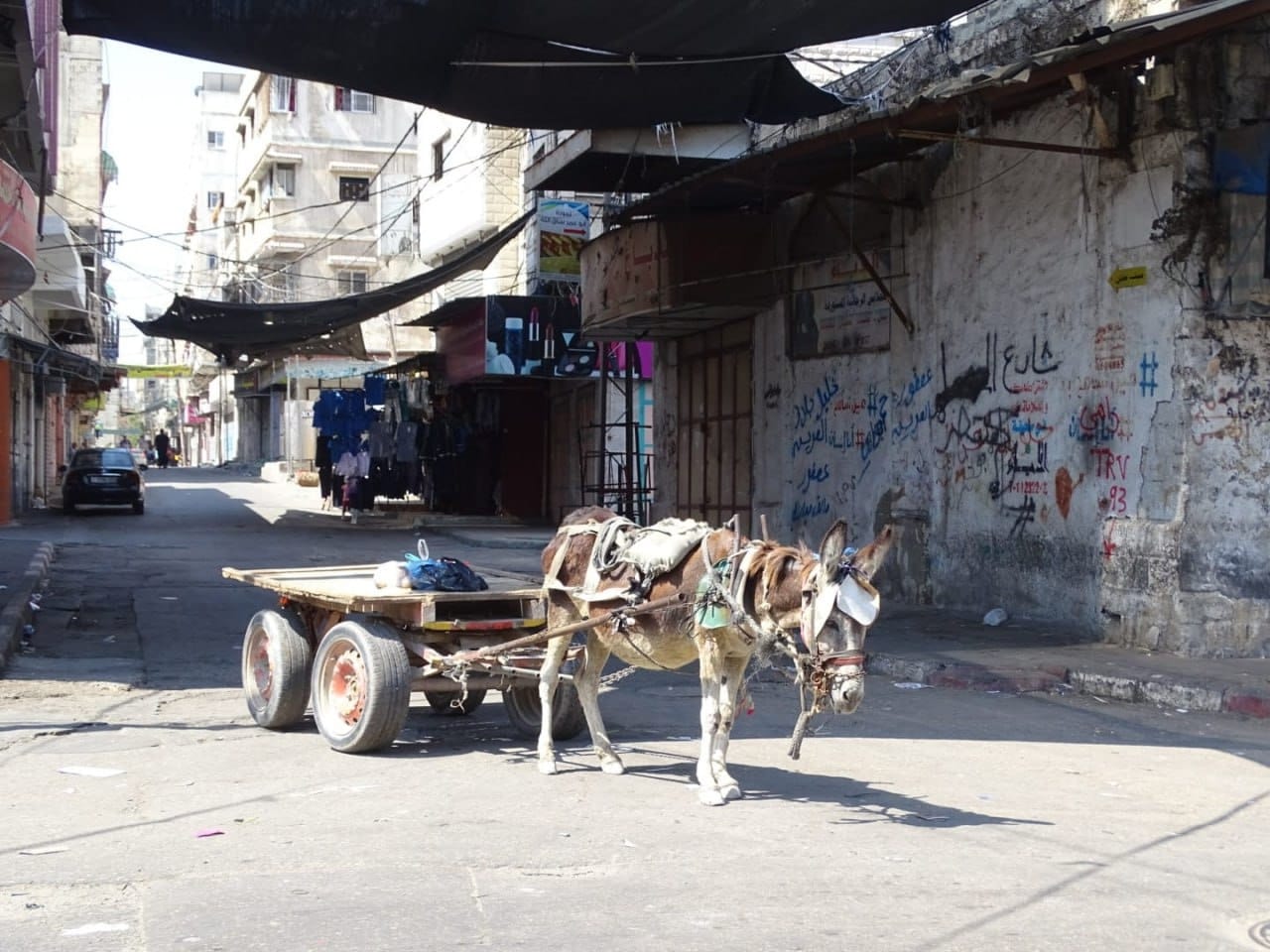 The donkeys of war: Pack animals are helping Gaza’s civilians survive a humanitarian catastrophe