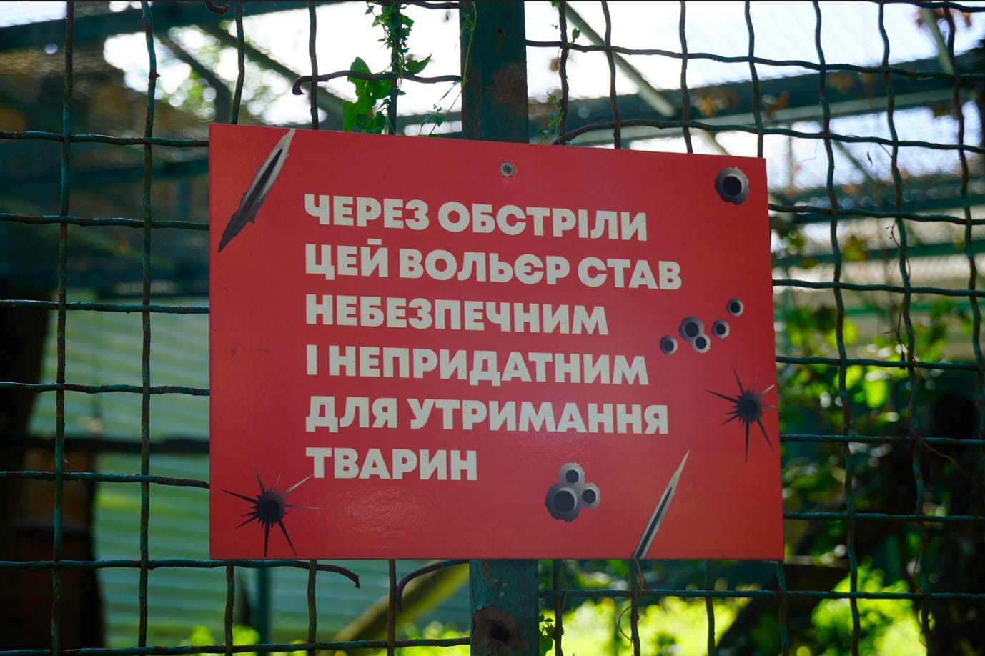 “Our tigers are used to shelling”: How the revived ecopark survives on the outskirts of Kharkiv