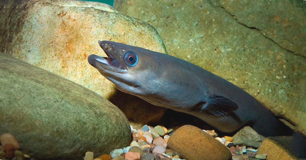 Европейские угри страдают от повышенного содержания кокаина в водах рек - исследование