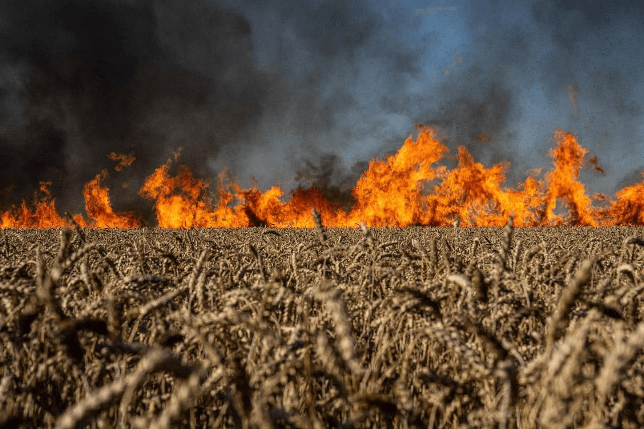 WWF: в Украине из-за войны пострадали 20% природоохранных территорий и 3 млн га леса