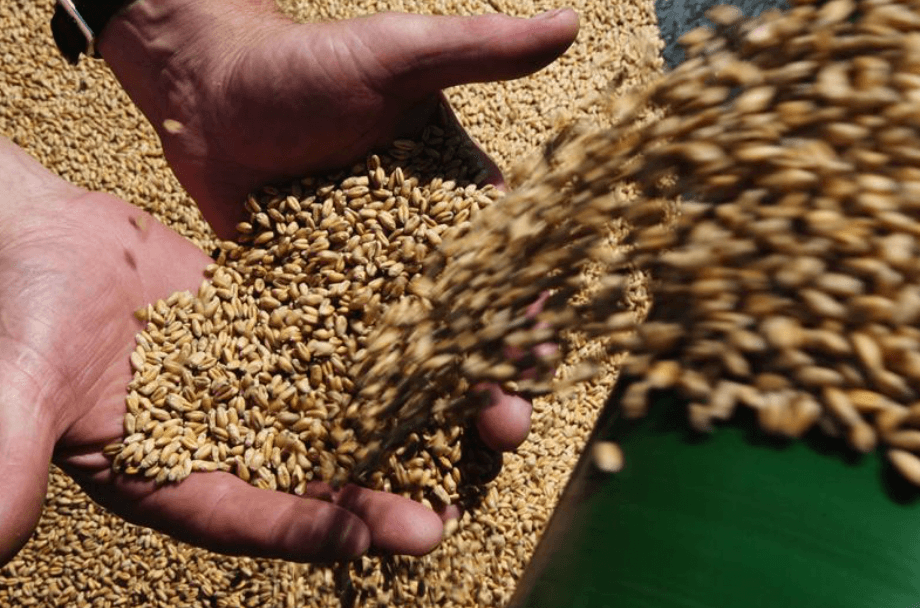 Польша, Болгария, Венгрия, Румыния и Словакия продлили запрет на ввоз зерна из Украины с сохранением транзита