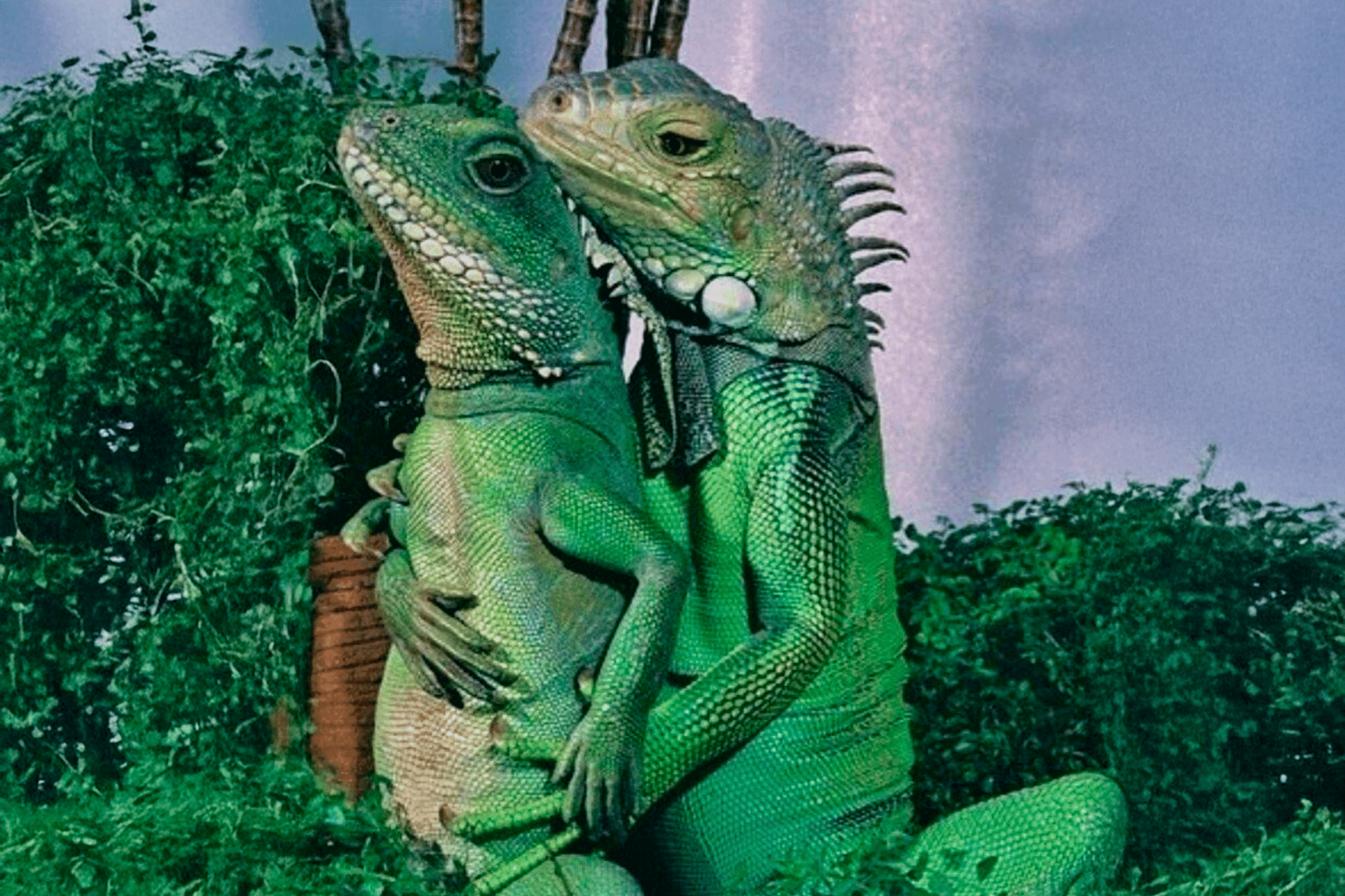 Издательство потребовало цензуры книги о сексуальной жизни животных из-за «пропаганды ЛГБТ». Позже автор сообщения заявил, что солгал