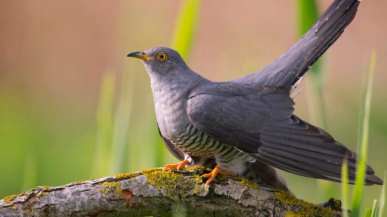 Ученые выяснили, что птицы с разных континентов используют одинаковый сигнал тревоги — открытие проливает свет на эволюцию языка