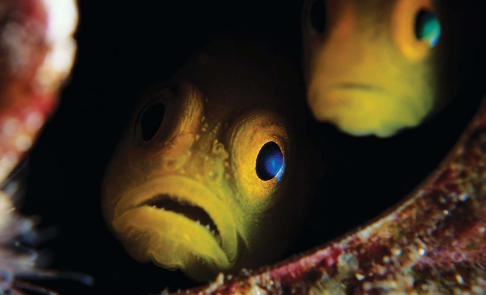 Сказка о рыбаке и Рыбке: Скандал как отражение меняющейся социальной нормы