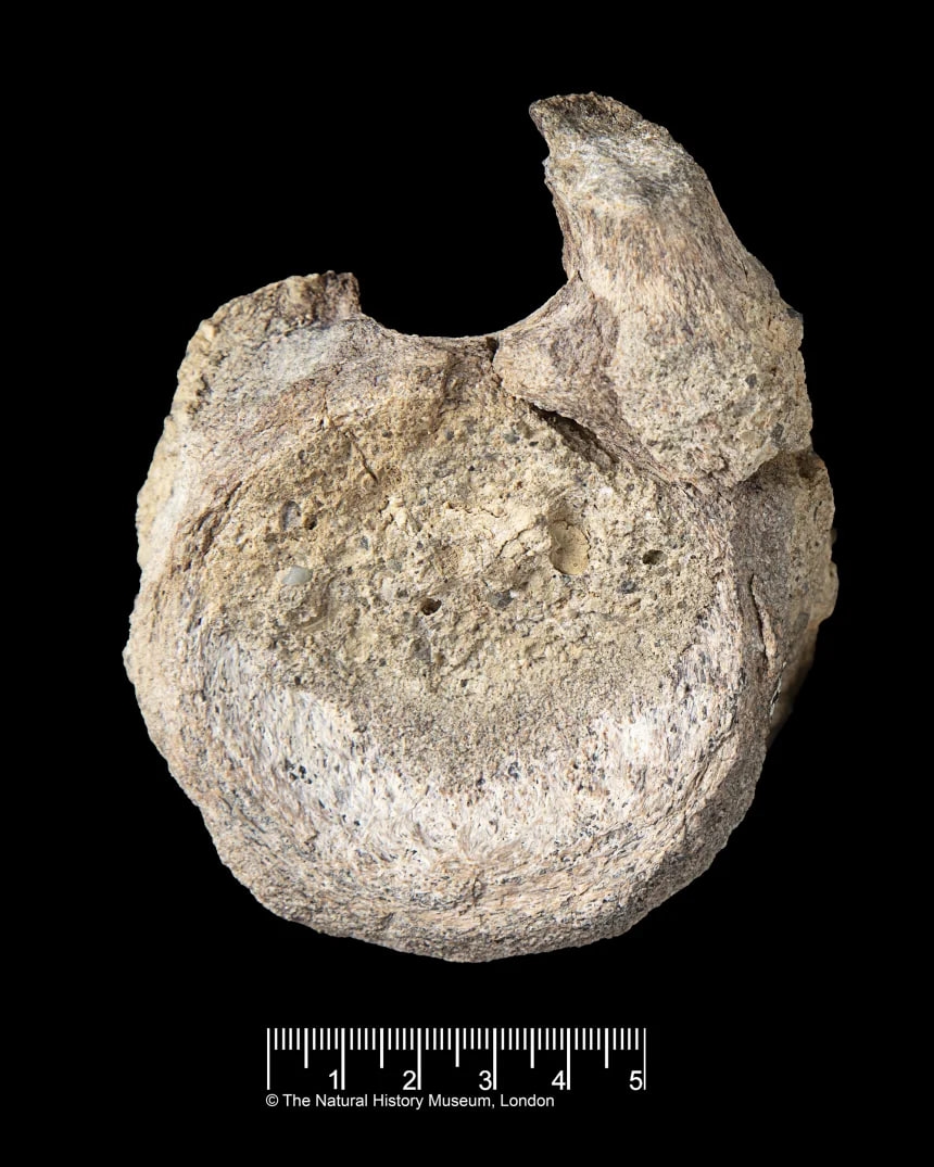 Фото: фрагмент позвонка детеныша титанозавра (длина указана в дюймах) / The Natural History Museum