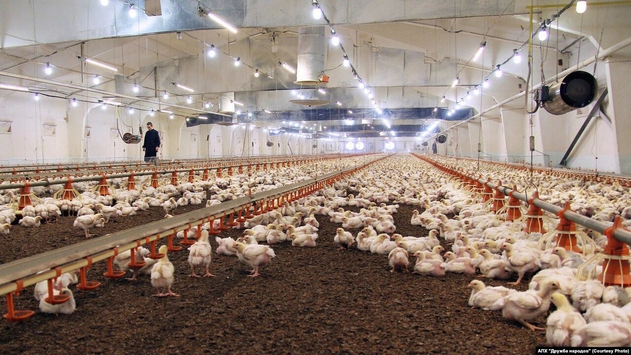 The meat plant in Petrivka is no longer so bright: it has had no electricity for a month