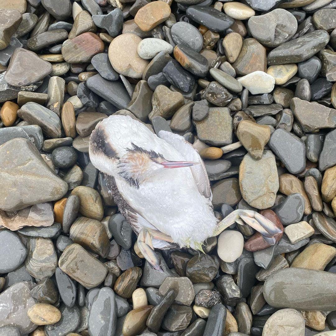 Жители Краснодарского края сообщили о массовой гибели птиц и дельфинов на побережье Черного моря