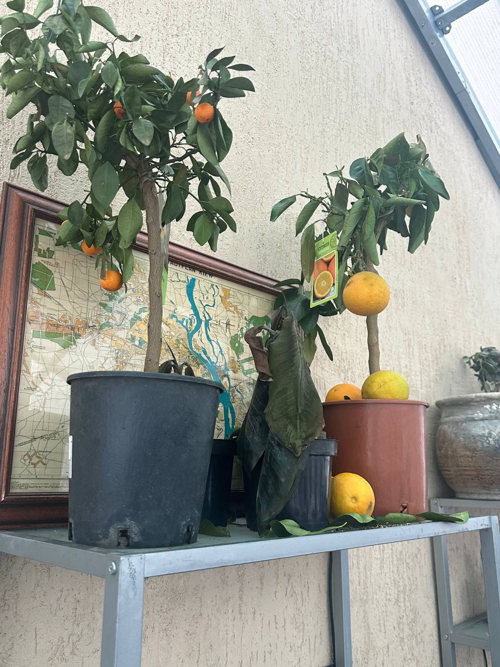 Фото погибших растений в оранжерее Анны. Киевская область, Обуховский район