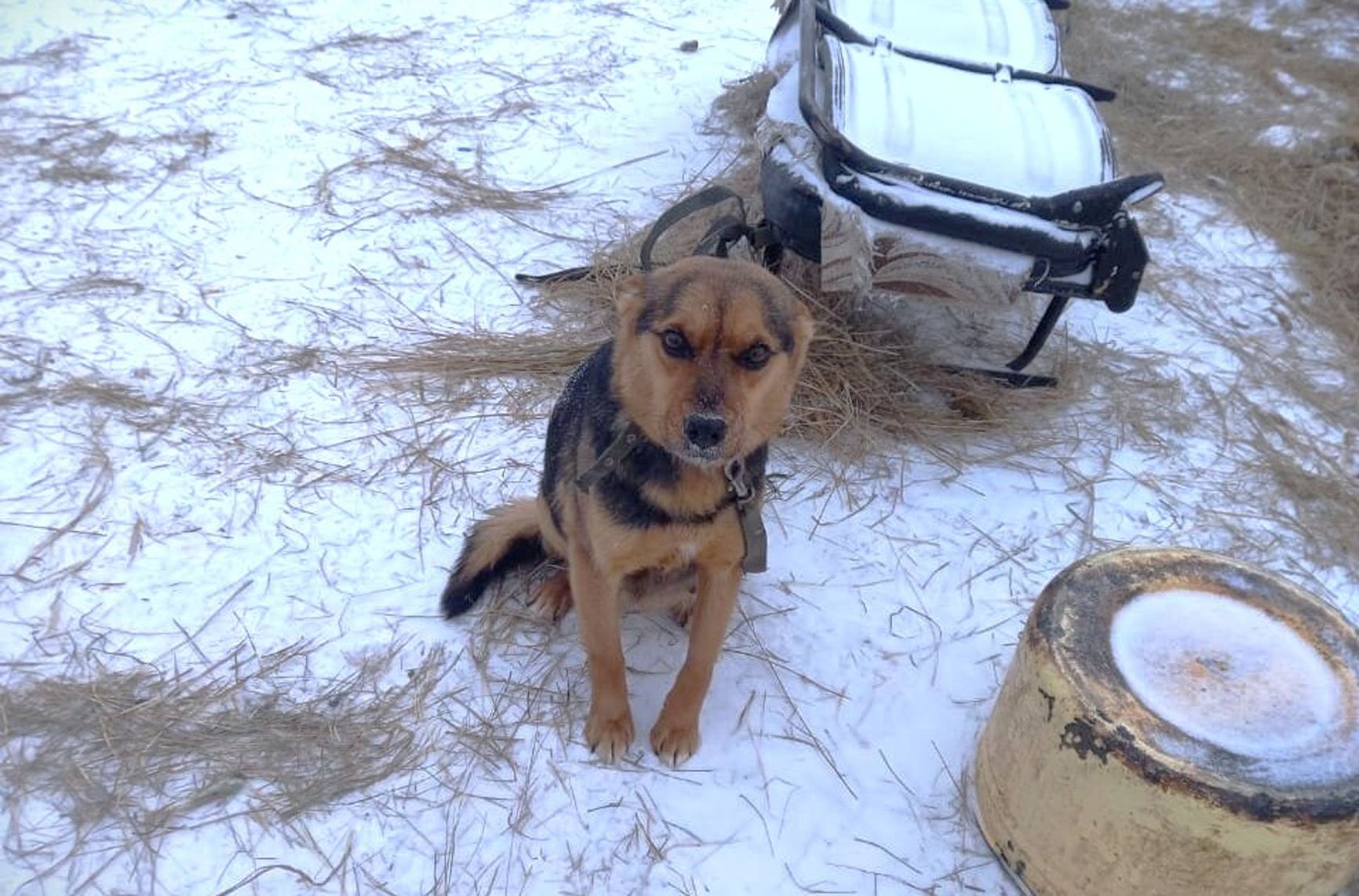 The modest-looking dog who had puppies one day after being rescued from a shelter