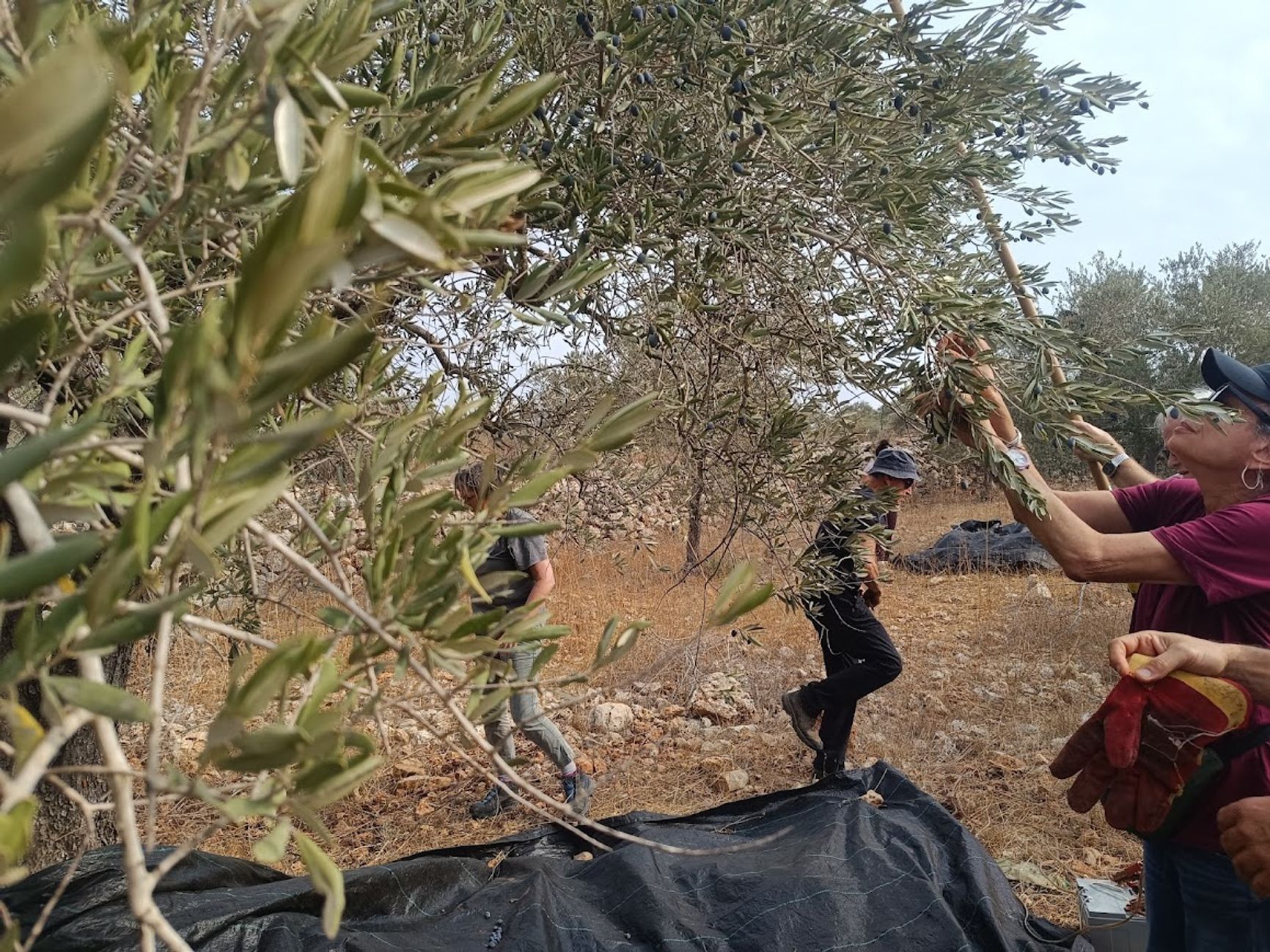 Сбор оливок израильскими волонтерами