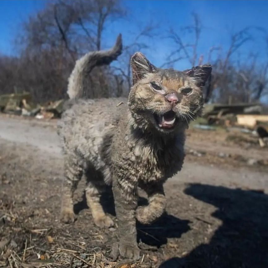 A cat injured by shelling