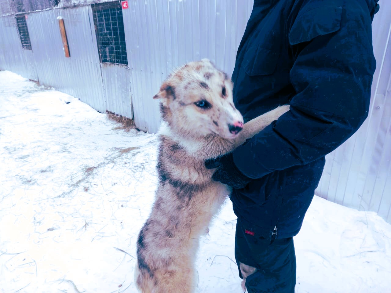 Хаски редкого окраса «мерль» в приюте