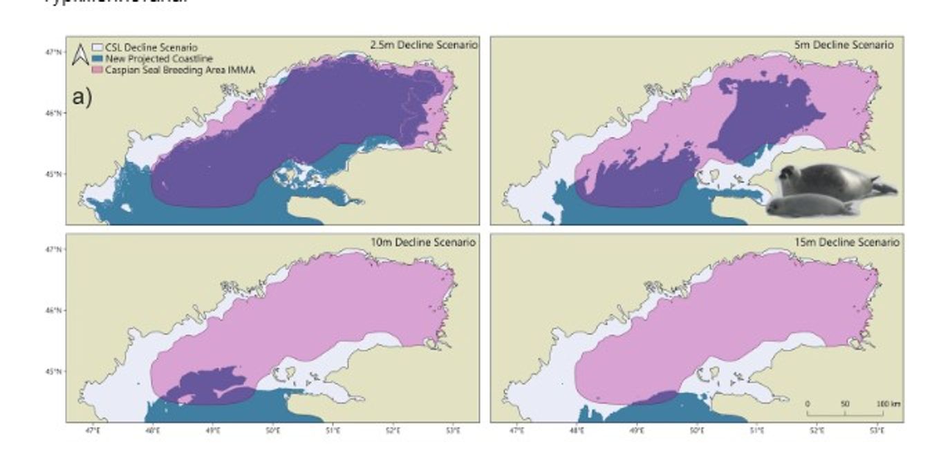 Four scenarios show the shrinking area of the Caspian Sea in the event of a sea level drop of 2.5 meters, 5 meters, 10 meters, and 15 meters. The forecast shows that with a drop of 10–15 meters, the Caspian seal would lose its breeding grounds (marked in purple) “Rapid decline of the Caspian Sea level threatens ecosystem integrity, biodiversity protection, and human infrastructure,”Nature, April 10, 2025